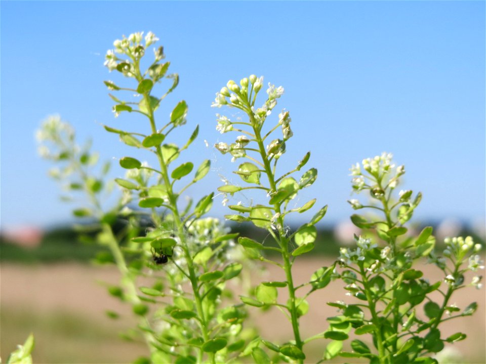 Virginische Kresse (Lepidium virginicum) bei Reilingen