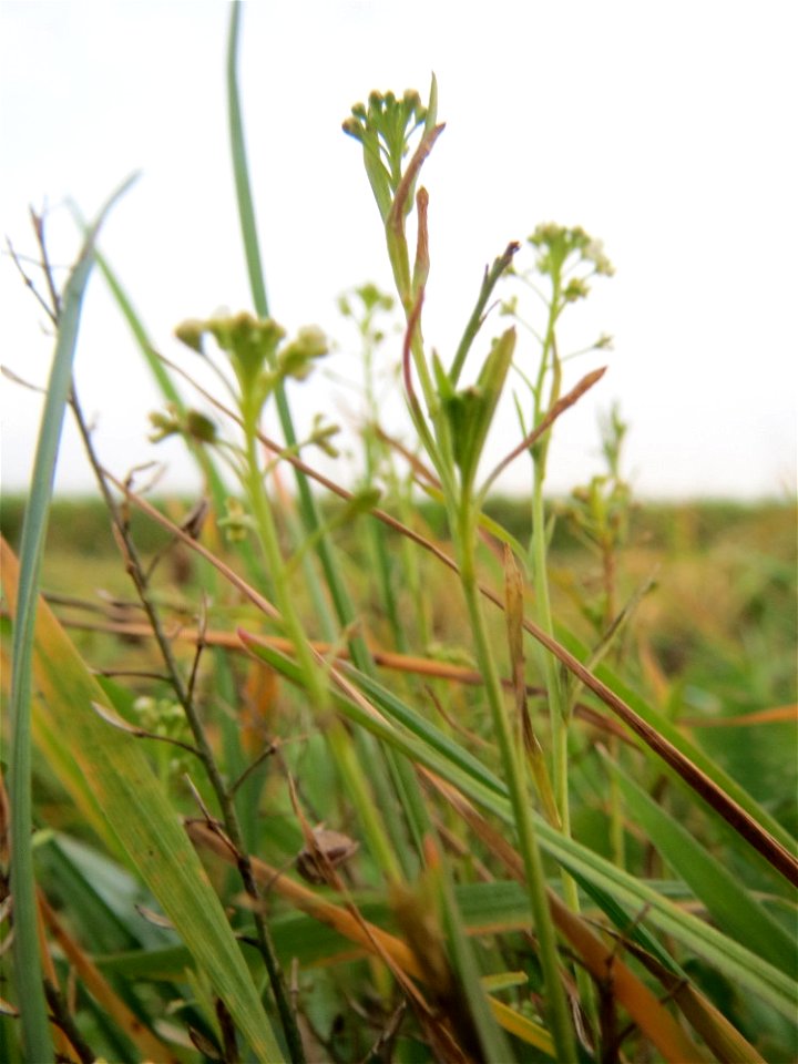 Typische Feldrandvegetation: Virginische Kresse (Lepidium virginicum) bei Reilingen - eingeschleppt aus Nordamerika