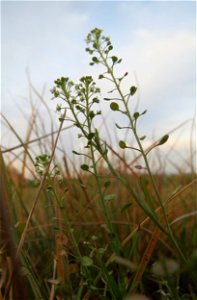 Typische Feldrandvegetation: Virginische Kresse (Lepidium virginicum) bei Reilingen - eingeschleppt aus Nordamerika