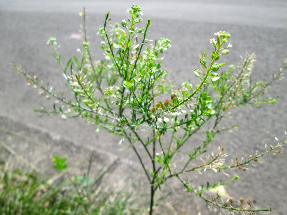 Virginische Kresse (Lepidium virginicum) auf einem Parkplatz in Saarbrücken