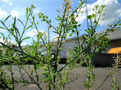 Virginische Kresse (Lepidium virginicum) auf einem Parkplatz in Saarbrücken
