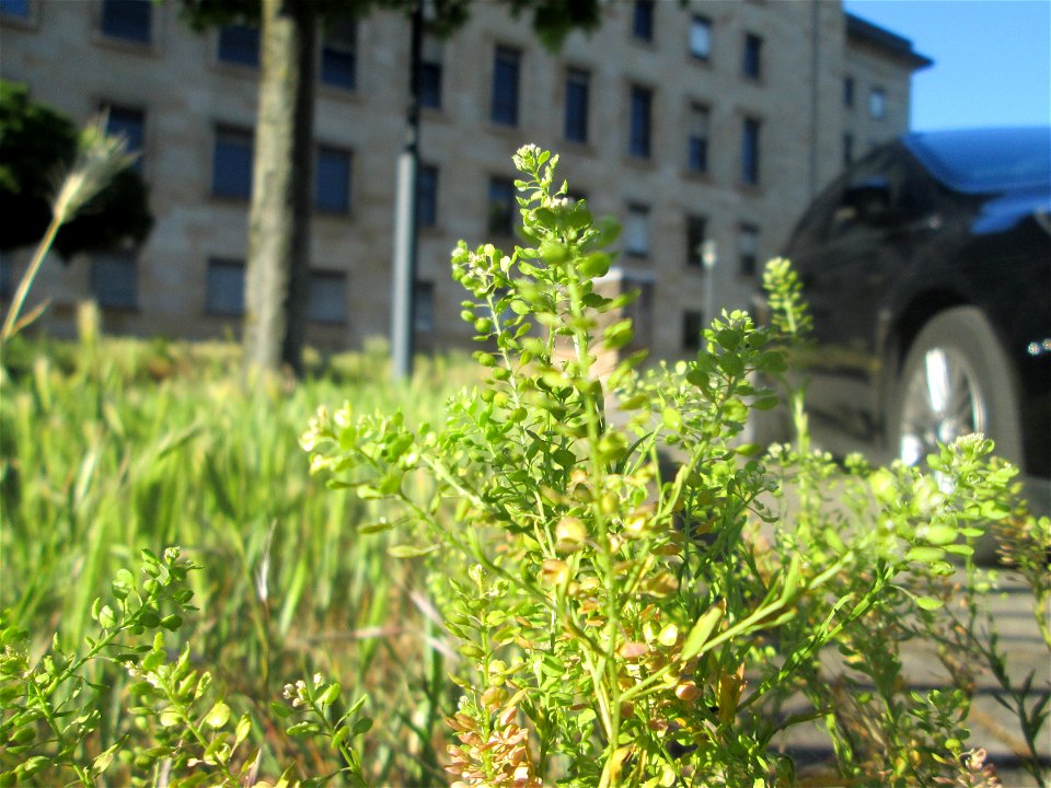Virginische Kresse (Lepidium virginicum) nahe am Hauptbahnhof in Saarbrücken