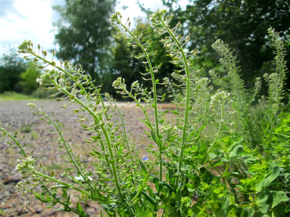 Feld-Kresse (Lepidium campestre) auf einem Parkplatz in Brebach