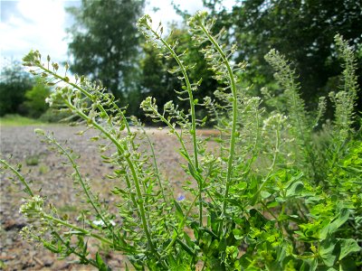 Feld-Kresse (Lepidium campestre) auf einem Parkplatz in Brebach