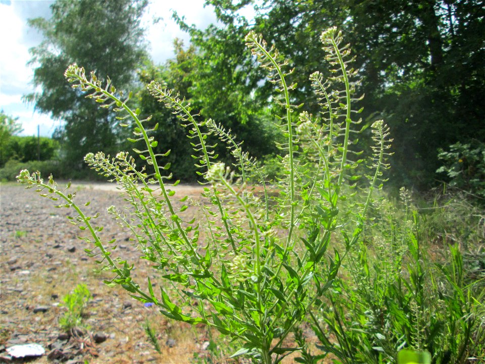 Feld-Kresse (Lepidium campestre) auf einem Parkplatz in Brebach
