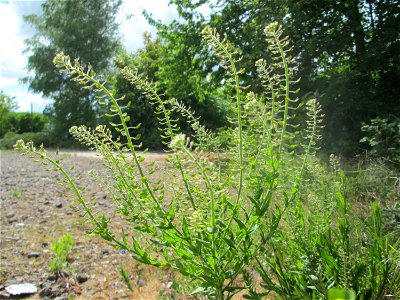 Feld-Kresse (Lepidium campestre) auf einem Parkplatz in Brebach