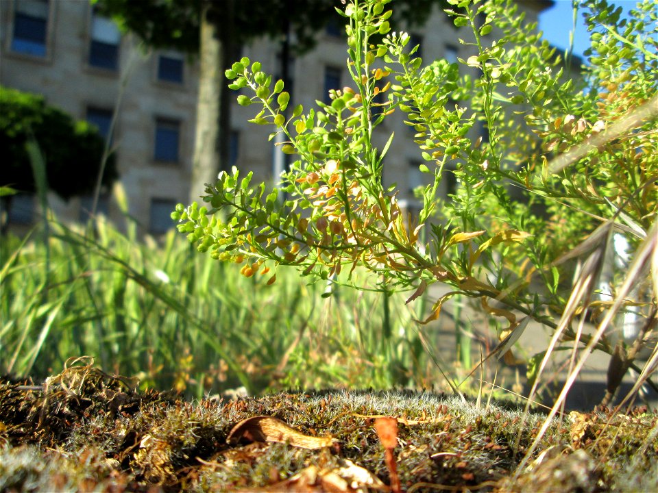 Virginische Kresse (Lepidium virginicum) nahe am Hauptbahnhof in Saarbrücken