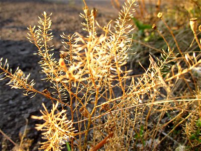Virginische Kresse (Lepidium virginicum) in Brebach