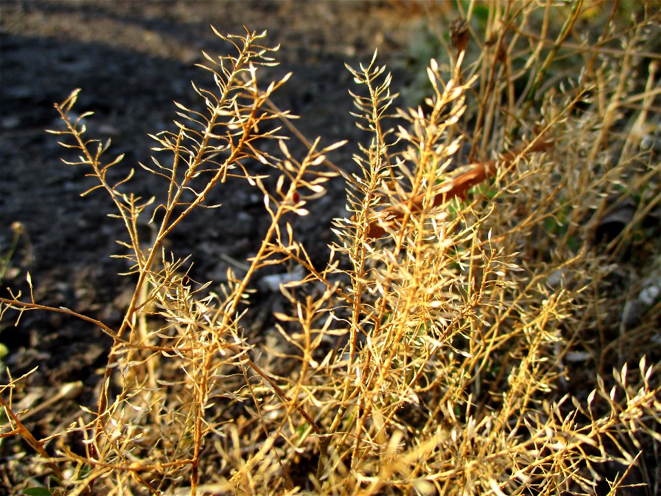 Virginische Kresse (Lepidium virginicum) in Brebach