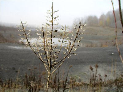 Virginische Kresse (Lepidium virginicum) auf der Bergehalde Göttelborn