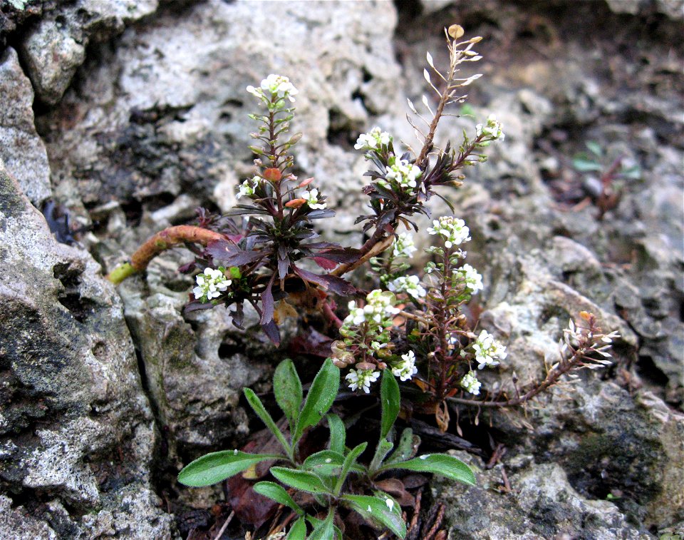 Lepidium virginicum, growing out of dry limestone cliff of the Cumberland River at King and Queens Bluff, Montgomery County, Tennessee.