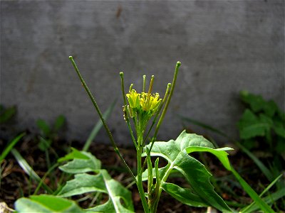Flower of a Sisymbrium irio.