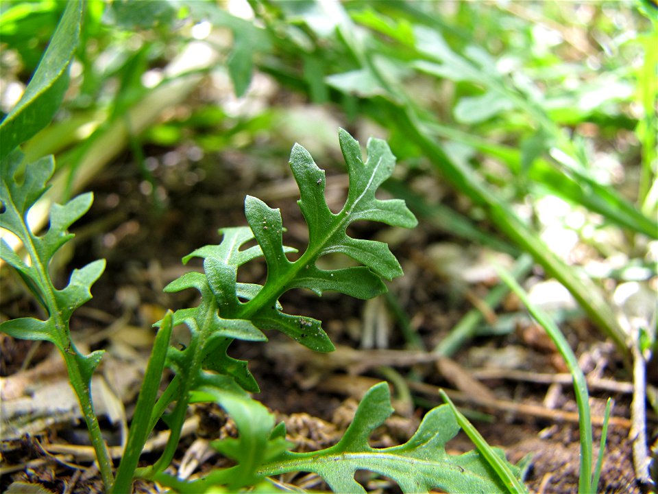 Young leaf of a Sisymbrium irio.