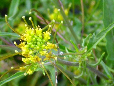 Sisymbrium irio close up, in Sierra Madrona, Spain photo