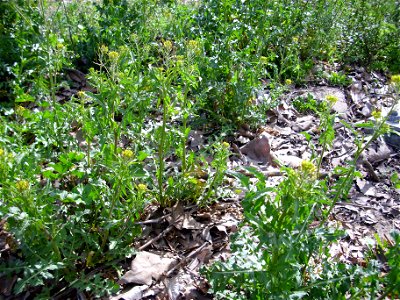 Sisymbrium irio habitat, Dehesa Boyal de Puertollano, Spain