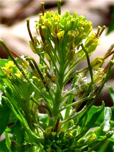 Sisymbrium irio inflorescence close up, Dehesa Boyal de Puertollano, Spain
