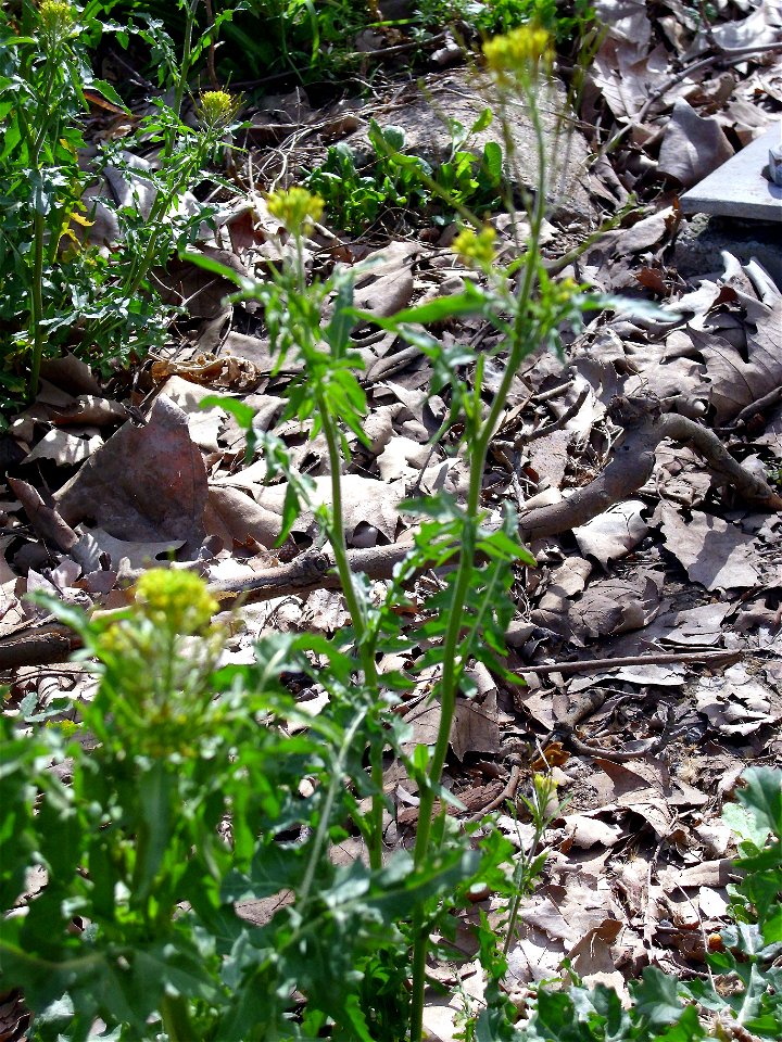 Sisymbrium irio habit, Dehesa Boyal de Puertollano, Spain