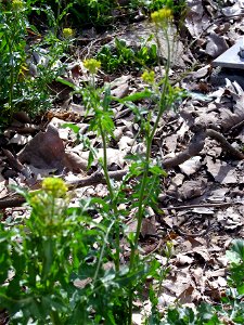 Sisymbrium irio habit, Dehesa Boyal de Puertollano, Spain