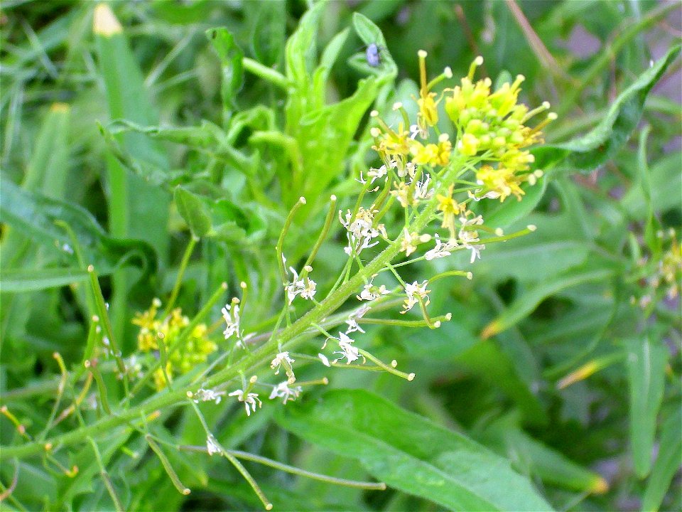 Sisymbrium irio habit, in Sierra Madrona, Spain