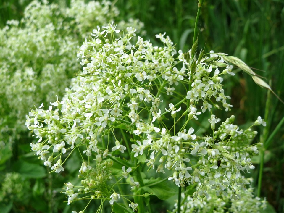 Pfeilkresse (Lepidium draba) im Landschaftsschutzgebiet Hockenheimer Rheinbogen