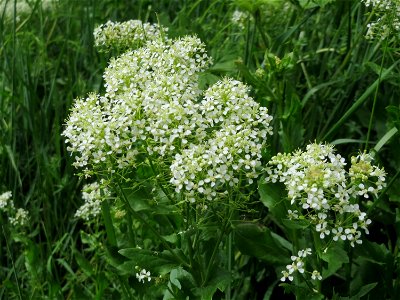 Pfeilkresse (Lepidium draba) im Landschaftsschutzgebiet Hockenheimer Rheinbogen