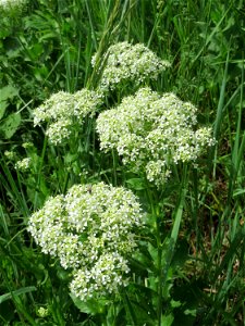 Pfeilkresse (Lepidium draba) im Landschaftsschutzgebiet Hockenheimer Rheinbogen