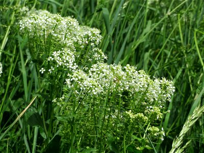 Pfeilkresse (Lepidium draba) im Landschaftsschutzgebiet Hockenheimer Rheinbogen
