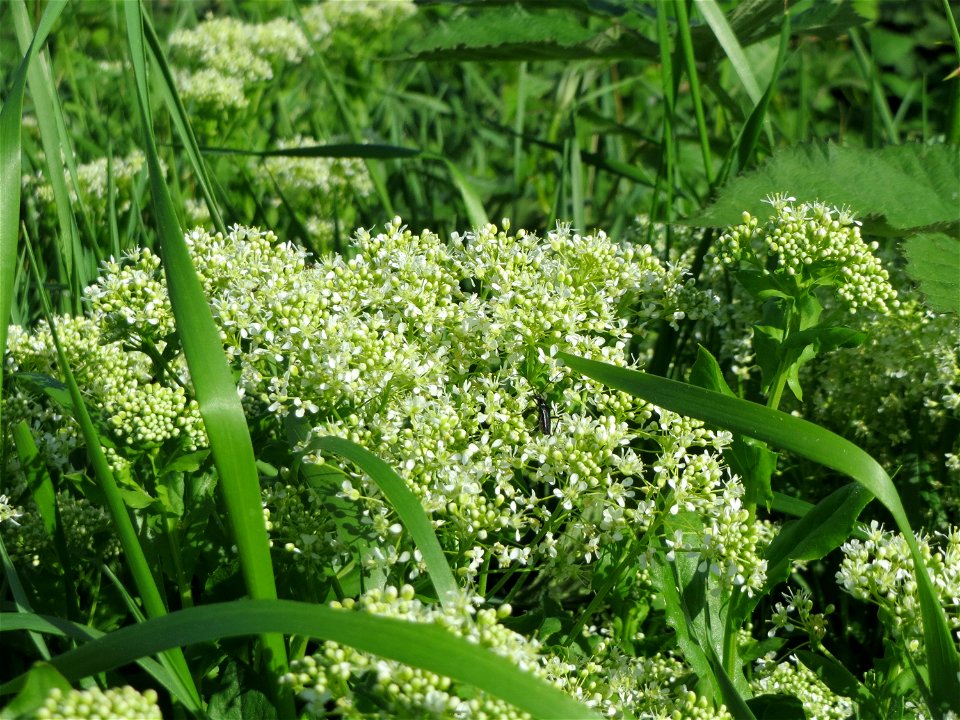 Pfeilkresse (Lepidium draba) im Naturschutzgebiet Wagbachniederung
