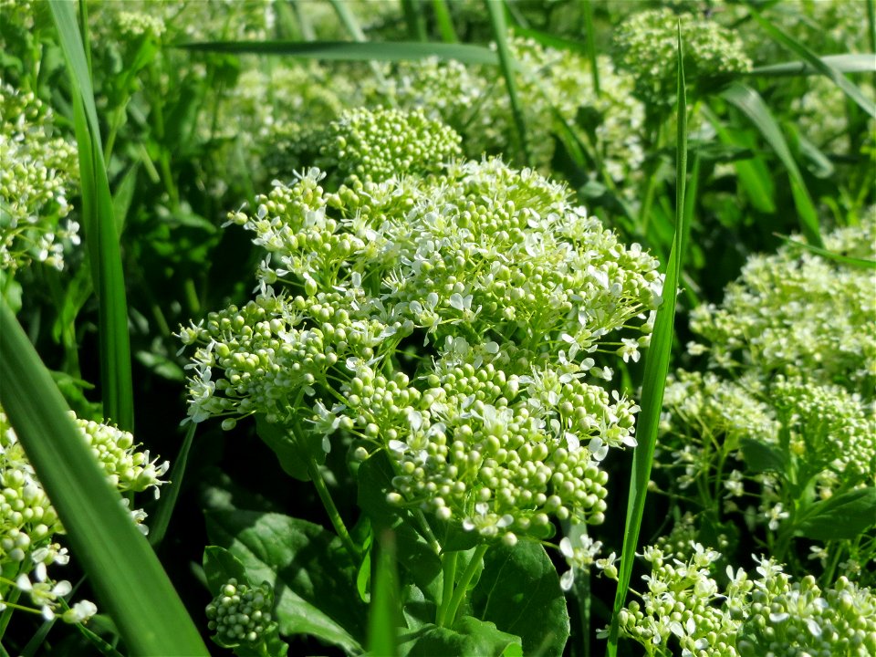 Pfeilkresse (Lepidium draba) im Naturschutzgebiet Wagbachniederung