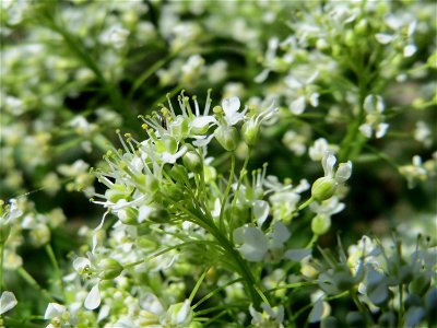 Pfeilkresse (Lepidium draba) in Hockenheim