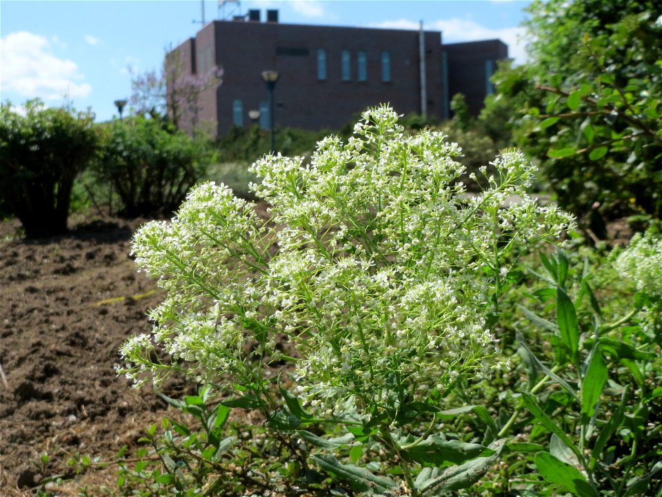 Pfeilkresse (Lepidium draba) in Hockenheim