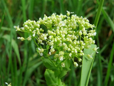 Pfeilkresse (Lepidium draba) bei Oftersheim photo