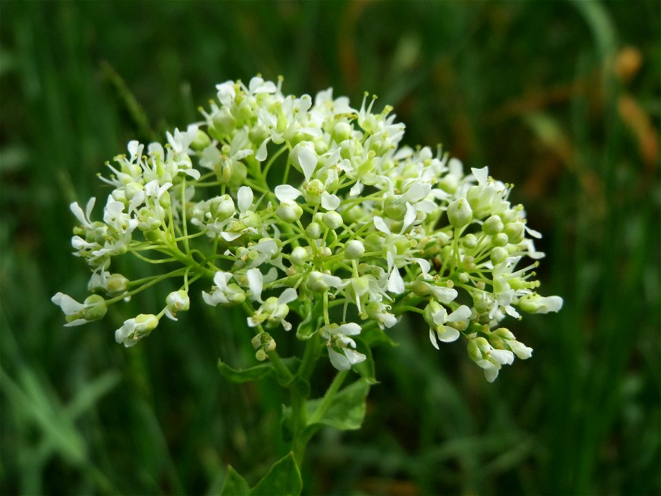 Pfeilkresse (Lepidium draba) bei Oftersheim