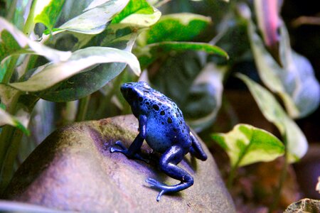 Amphibian nature closeup