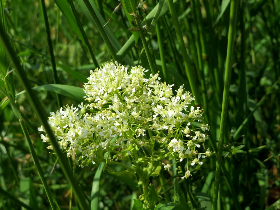 Pfeilkresse (Lepidium draba) bei Hockenheim