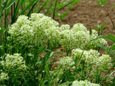 Pfeilkresse (Lepidium draba) bei Oftersheim