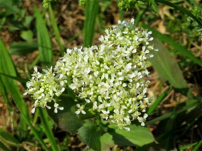 Pfeilkresse (Lepidium draba) bei Hockenheim