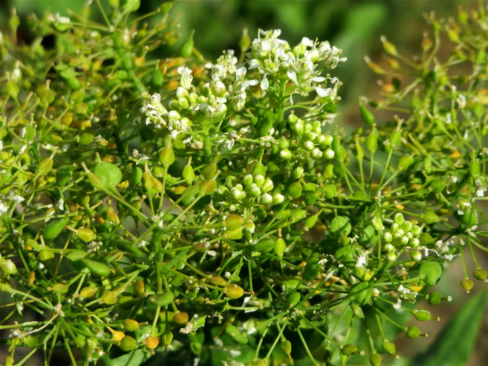Pfeilkresse (Lepidium draba) in Hockenheim