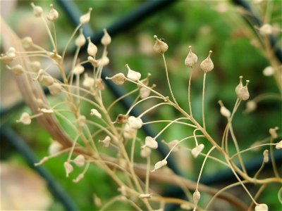Pfeilkresse (Lepidium draba) beim Flugfeld Erbenheim bei Wiesbaden