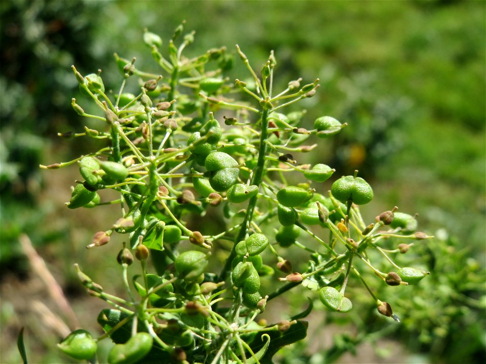 Pfeilkresse (Lepidium draba) in Hockenheim