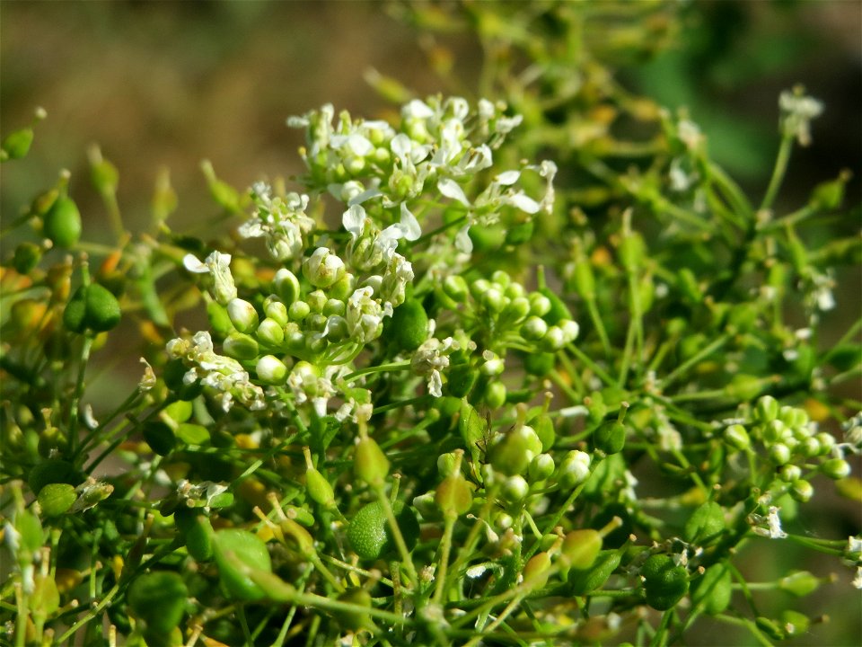 Pfeilkresse (Lepidium draba) in Hockenheim
