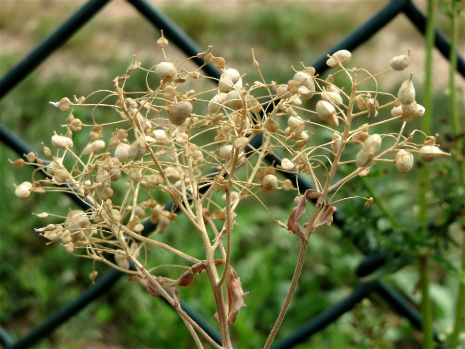 Pfeilkresse (Lepidium draba) beim Flugfeld Erbenheim bei Wiesbaden