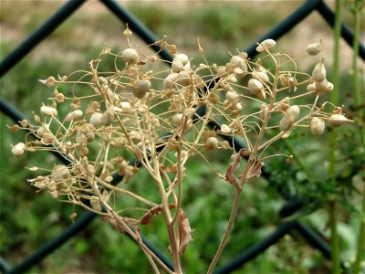 Pfeilkresse (Lepidium draba) beim Flugfeld Erbenheim bei Wiesbaden