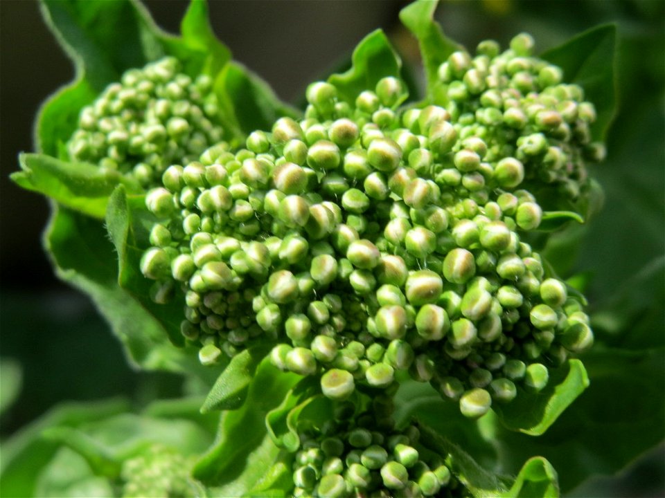 Pfeilkresse (Lepidium draba) im Neuenheimer Feld in Heidelberg