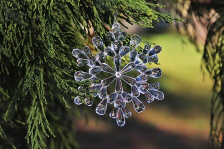 Coniferous green iglak