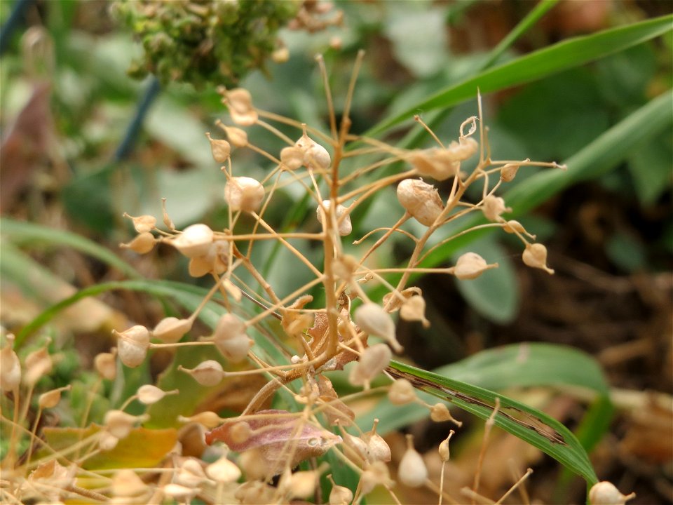 Pfeilkresse (Lepidium draba) beim Flugfeld Erbenheim bei Wiesbaden