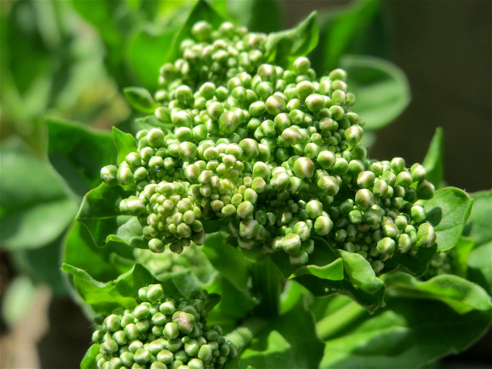 Pfeilkresse (Lepidium draba) im Neuenheimer Feld in Heidelberg