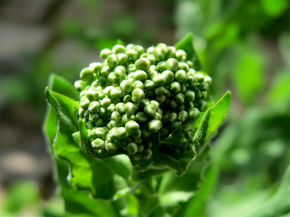 Pfeilkresse (Lepidium draba) im Neuenheimer Feld in Heidelberg