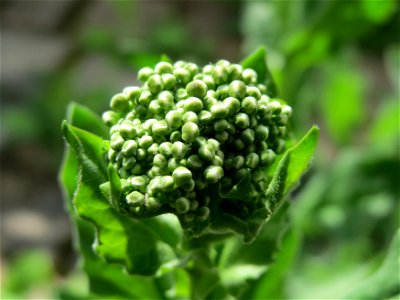 Pfeilkresse (Lepidium draba) im Neuenheimer Feld in Heidelberg