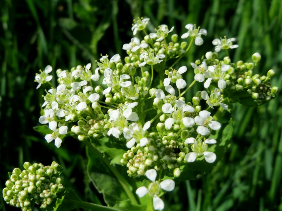 Pfeilkresse (Lepidium draba) am Neckarufer in Heidelberg-Neuenheim
